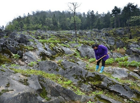 湖北山区"石漠化"土地上探春耕