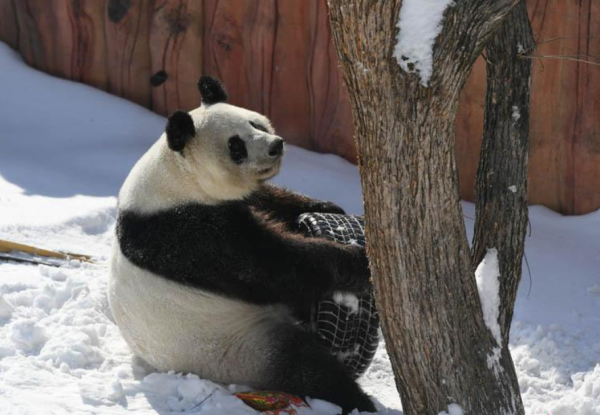 大熊猫雪地玩耍 萌态可掬