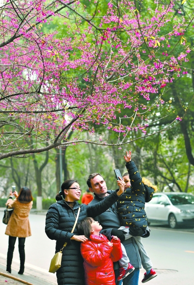 武汉大学珞珈山旁早樱盛开，为早春校园增添了一抹亮红，游客纷纷驻足欣赏、拍照留念  记者郭良朔 摄