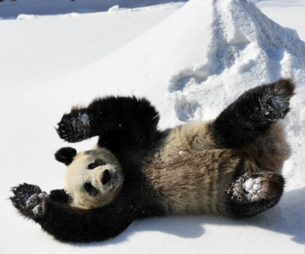 大熊猫雪地玩耍 萌态可掬