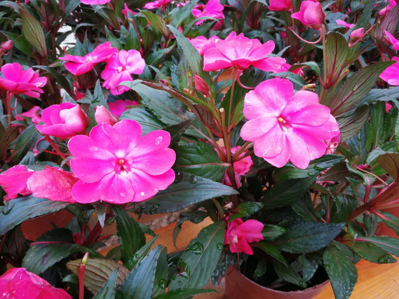 枝江:问安镇第七届关庙山乡土文化节开幕