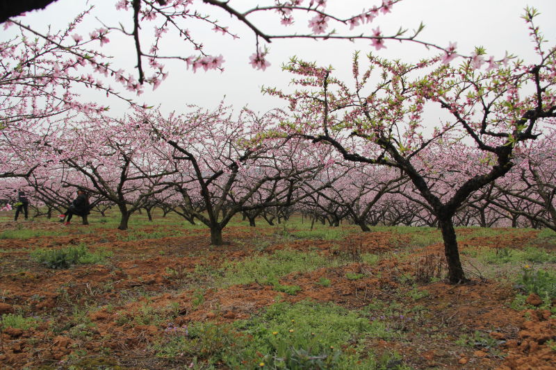 枝江:第十六届三峡桃花艺术节3月10日举行