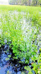武汉|东湖子湖里长大片有毒药草 形似水芹切莫