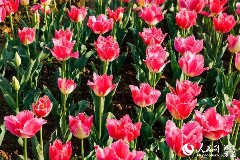 枝江:同心花海百花绽放