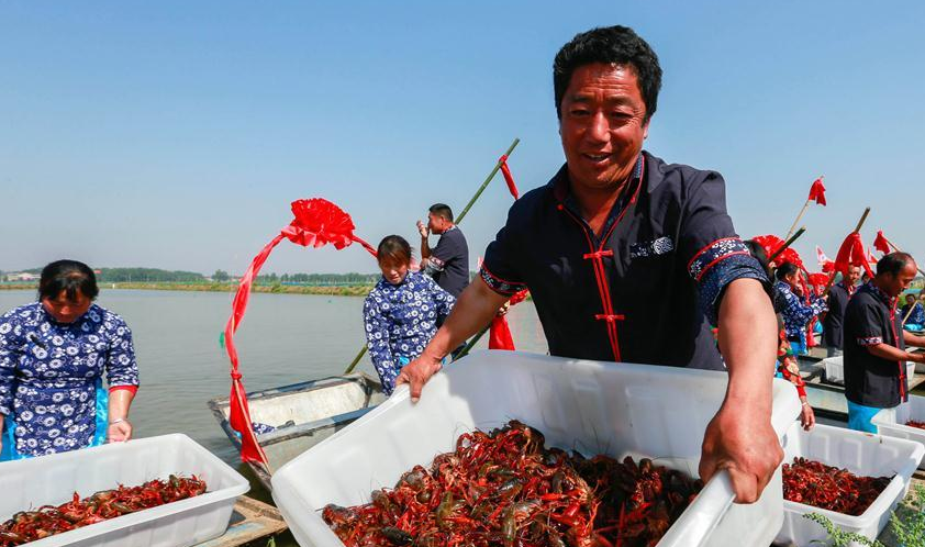 小龙虾之乡PK大战:湖北江苏等地争抢第一称号