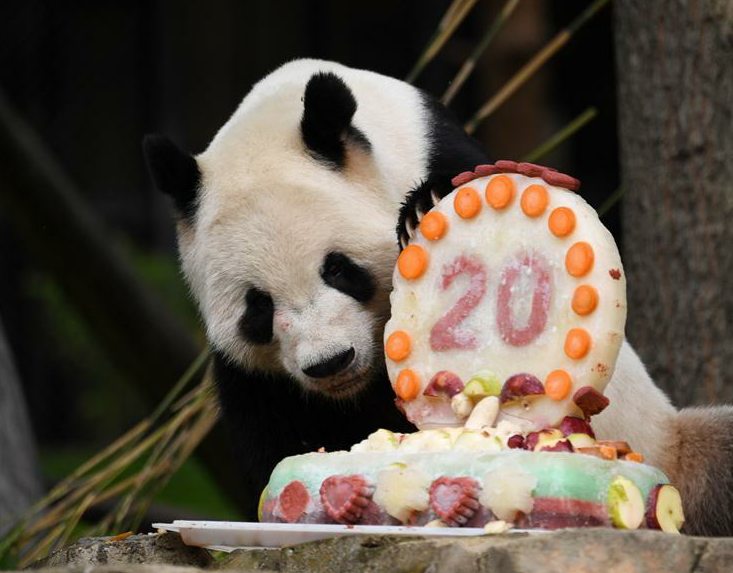 旅美大熊猫添添庆祝20岁生日