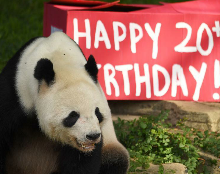 旅美大熊猫添添庆祝20岁生日