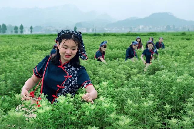 蕲艾,是蕲春四宝之一,在蕲春大地上广为种植,目前已经形成一种产业和