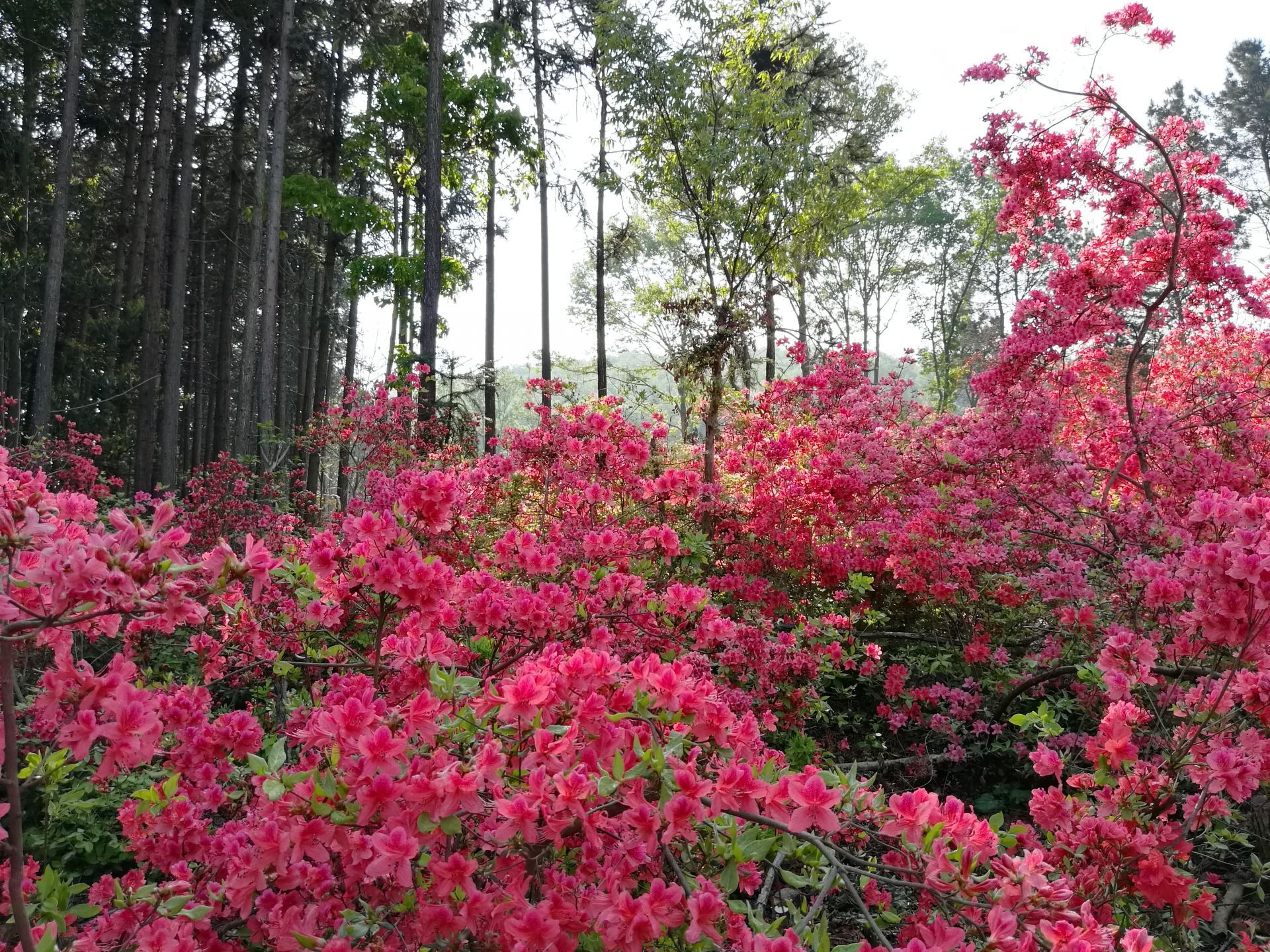 京山:石龙镇张湾村杜鹃花种植基地 迎来一波又一波的游客