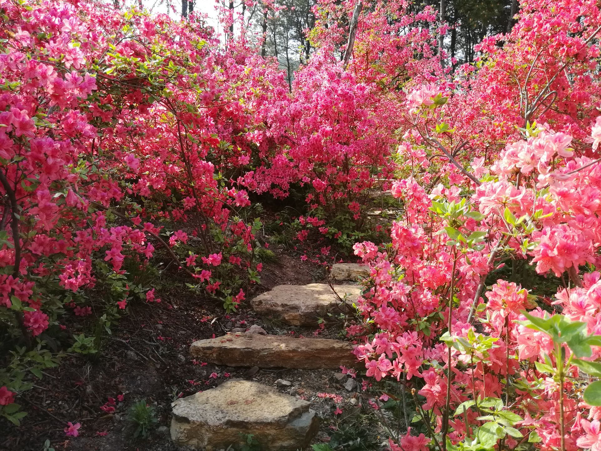 京山:石龙镇张湾村杜鹃花种植基地 迎来一波又一波的游客