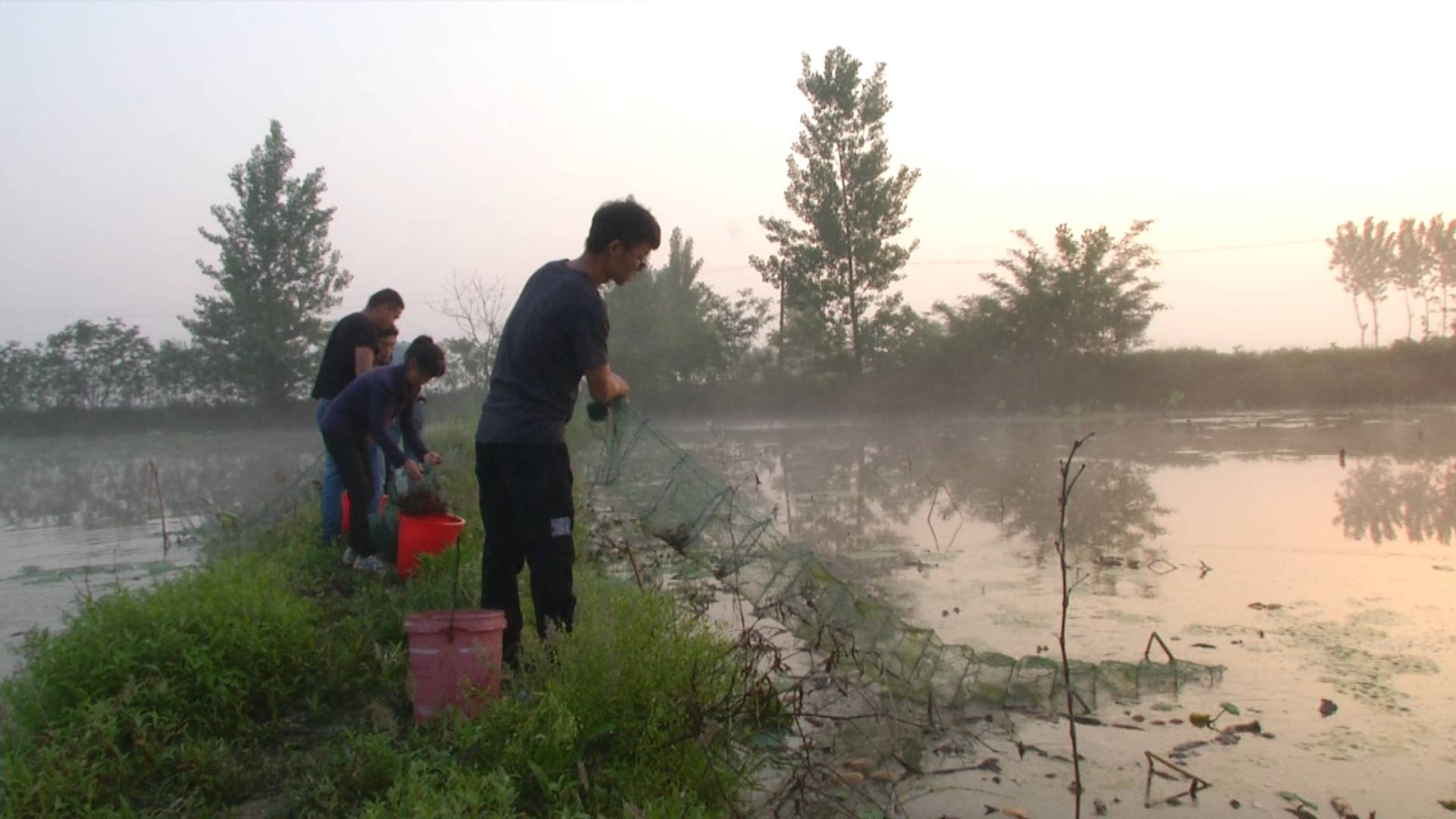 长江云报道 在很多外地人的印象当中,地处鄂北岗地的襄阳是一个缺水的地方,事实上,襄阳有很多大型水库,而依托大型水库的水资源来种植水稻、养殖鱼虾在这里并不稀奇,眼下这段时间,正是小龙虾上市的高峰期,虽然说上市量比前期增加了不少,可是小龙虾的价格依然不低,面对这样一个十分红火的市场,在襄阳市也有不少年轻人从过去的仅仅是吃虾子,到现在开始养虾子和卖虾子。 5月31日清晨5点,襄阳市襄州区黄集镇李楼村,26岁的范超和小伙伴们一起在莲藕田里收地笼起小龙虾。毕业于武汉职业技术学院的范超,于去年和亲戚朋友联合另外10
