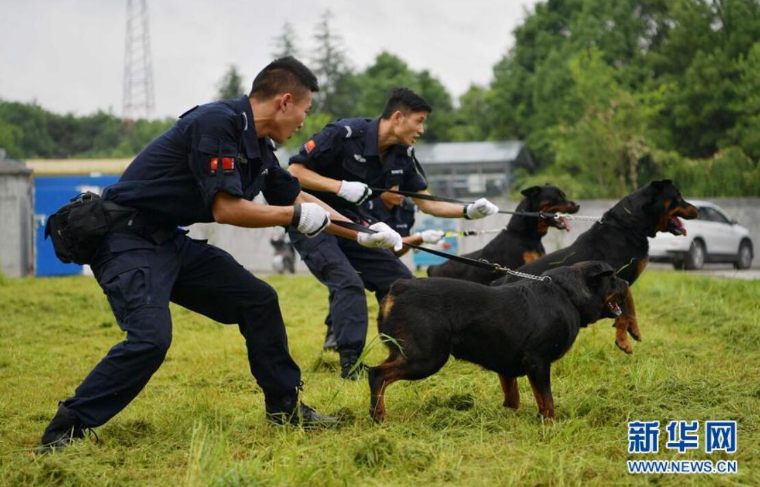 湖北恩施警犬业务大练兵