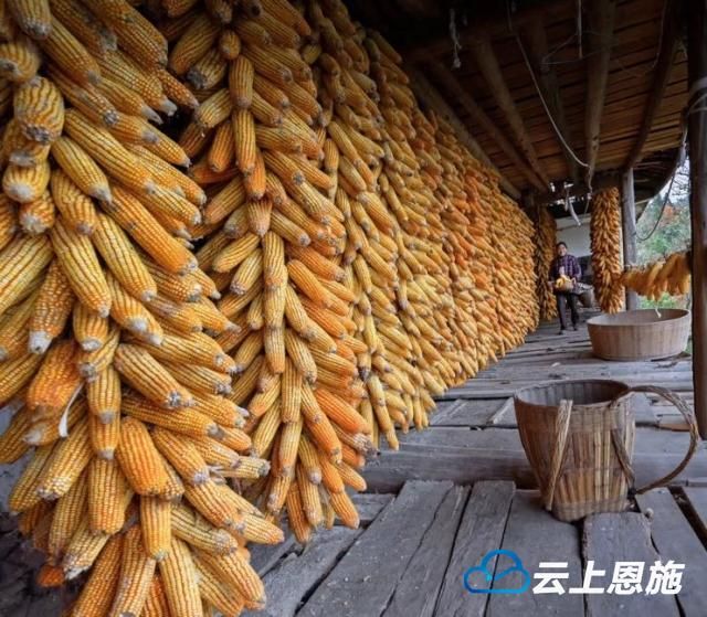 利川:农作物大丰收 秋货晒出来