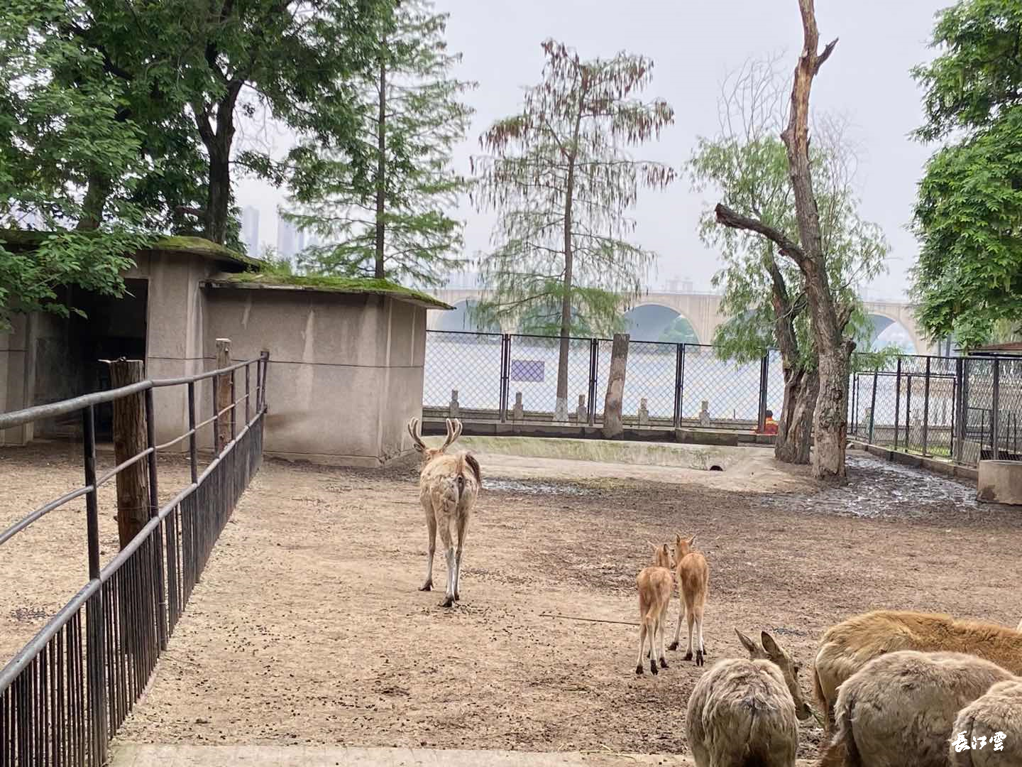武汉动物园的小动物们复工啦3个月不见添了不少新丁