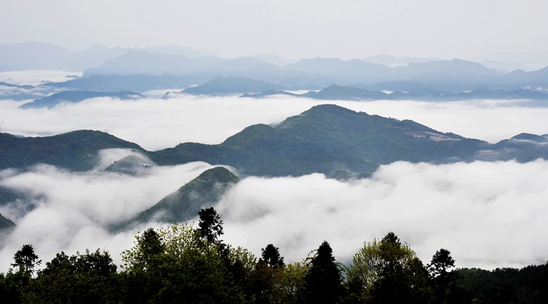 竹山县两地上榜全国森林康养基地试点建设名单