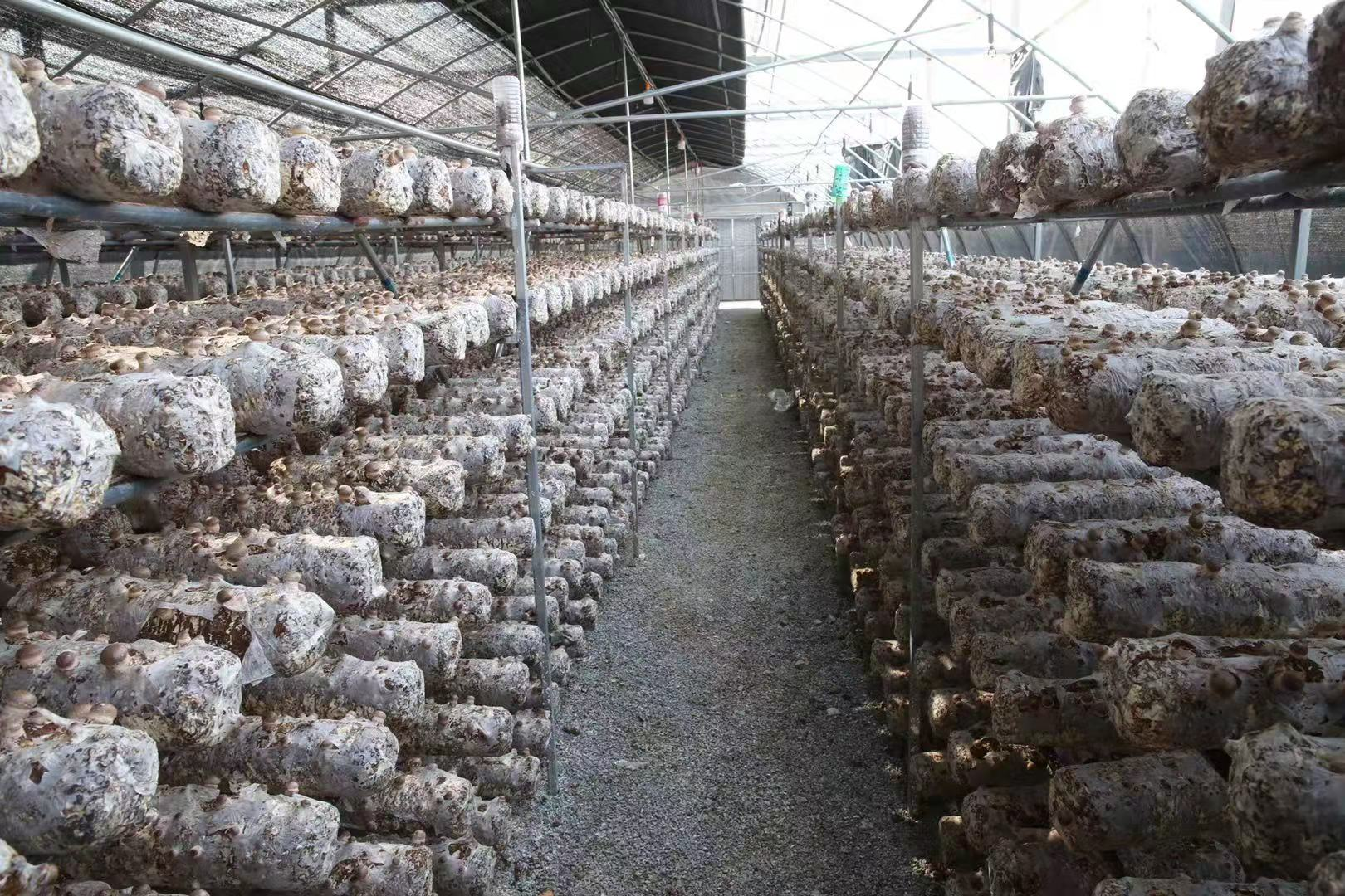 视联动力推动十堰郧阳区香菇产业发展加速脱贫