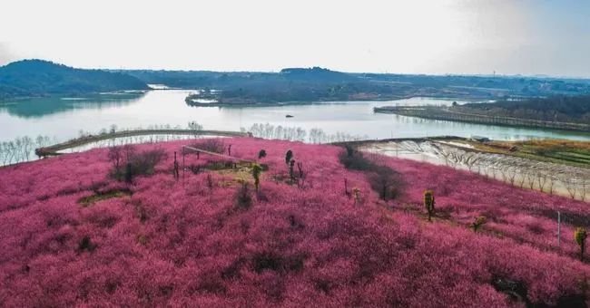 湖北赏花地图美如画湖北这些赏花圣地你去过几个