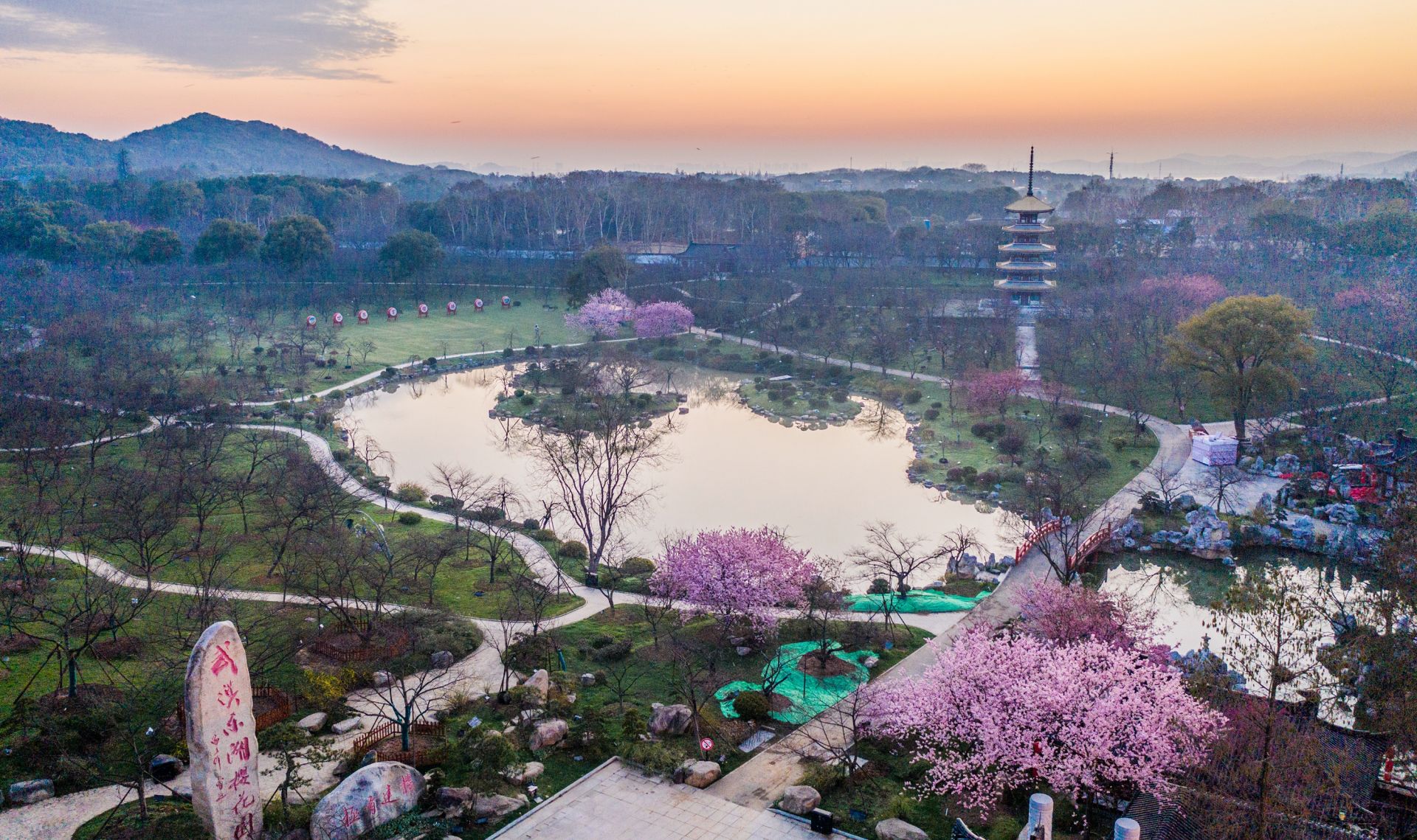 东湖樱花园早樱绽放