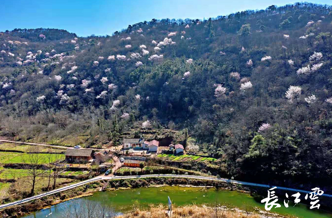 太美艳了荆门5000亩野樱桃花盛开