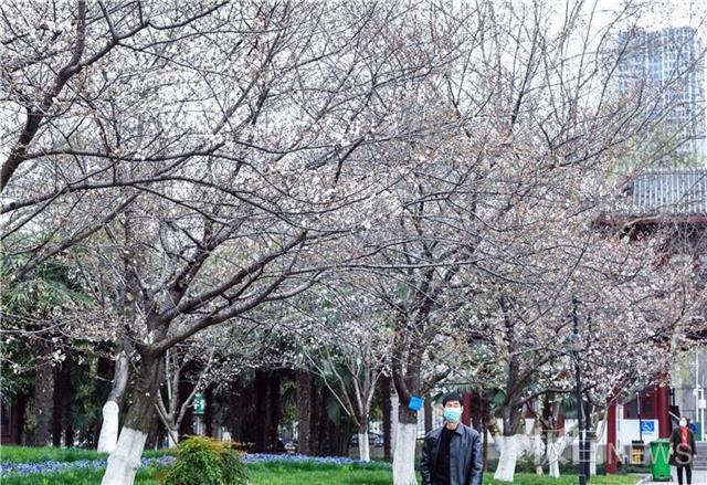 武汉堤角公园22种1300株樱花邀你品赏一个月