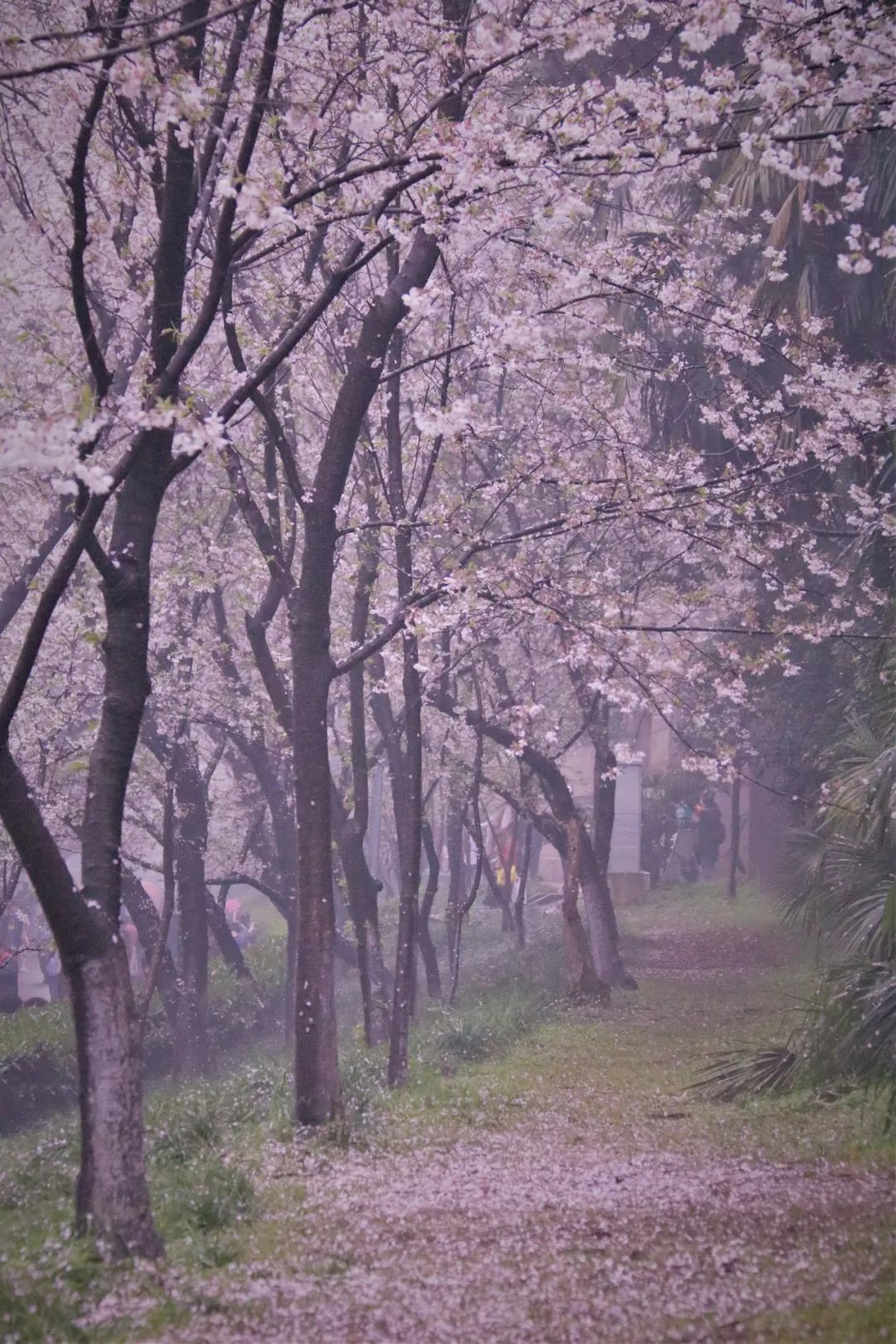 珞珈樱雪吹香武大的樱花雨太惊艳