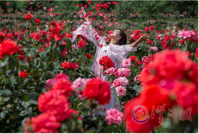 月季花海—黄家湾(花朝节)—午餐—桃花岭(桃花节)—福恩牡丹园(牡丹