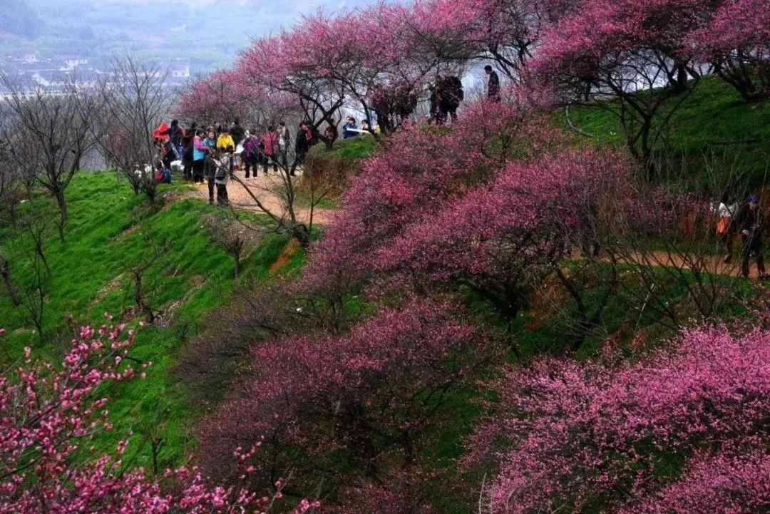 湖北赏花地图官宣湖北发布春季十大赏花线路