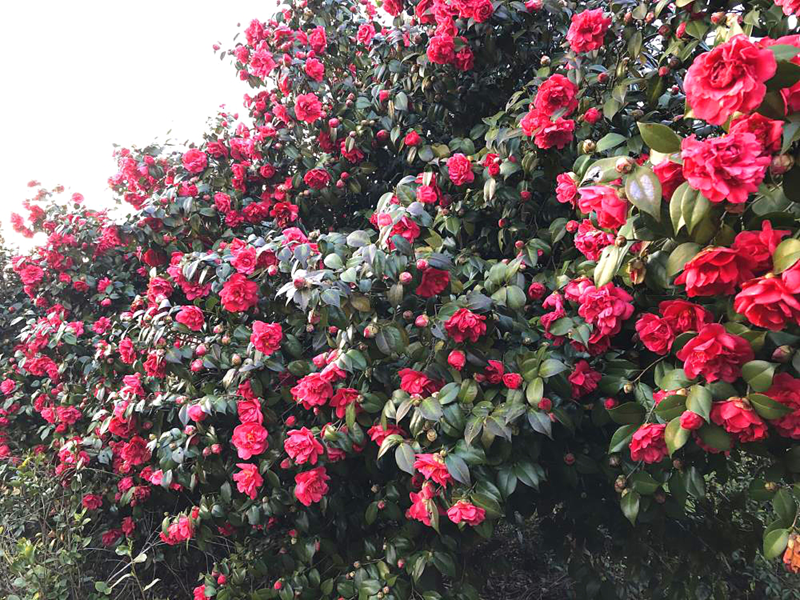 枣阳绝美山茶花争奇斗艳漫山遍野