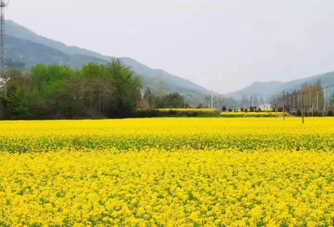 前方到站2021湖北最美油菜花海