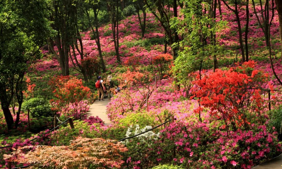 武汉中心城区这三片杜鹃花海现在赏刚刚好