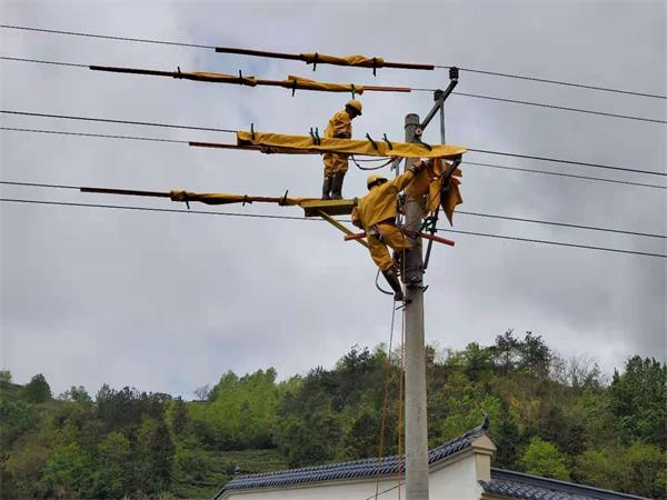 竹山县供电公司带电立杆4600户茶农不停电
