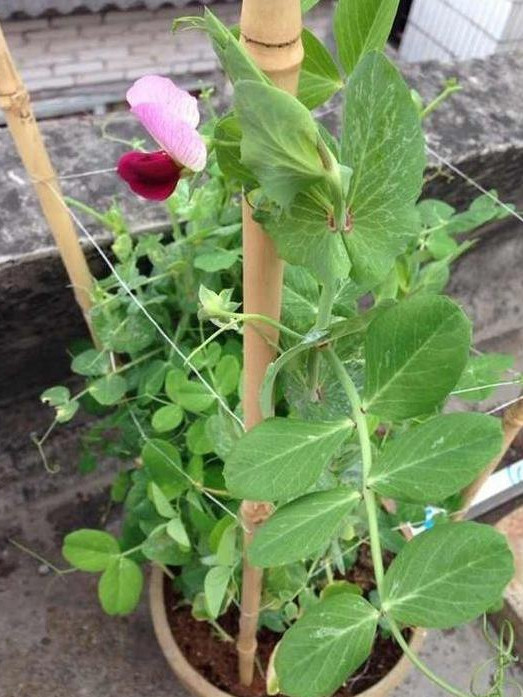 阳台盆栽豌豆的种植方法