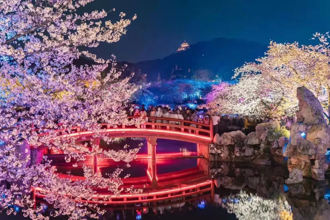 最美中国风等活动成为樱花节期间的热点,赏樱成为了这个春天旅游的主