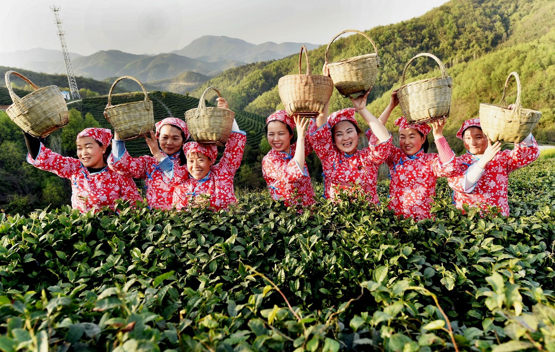 南漳绿茶飘香茶农忙