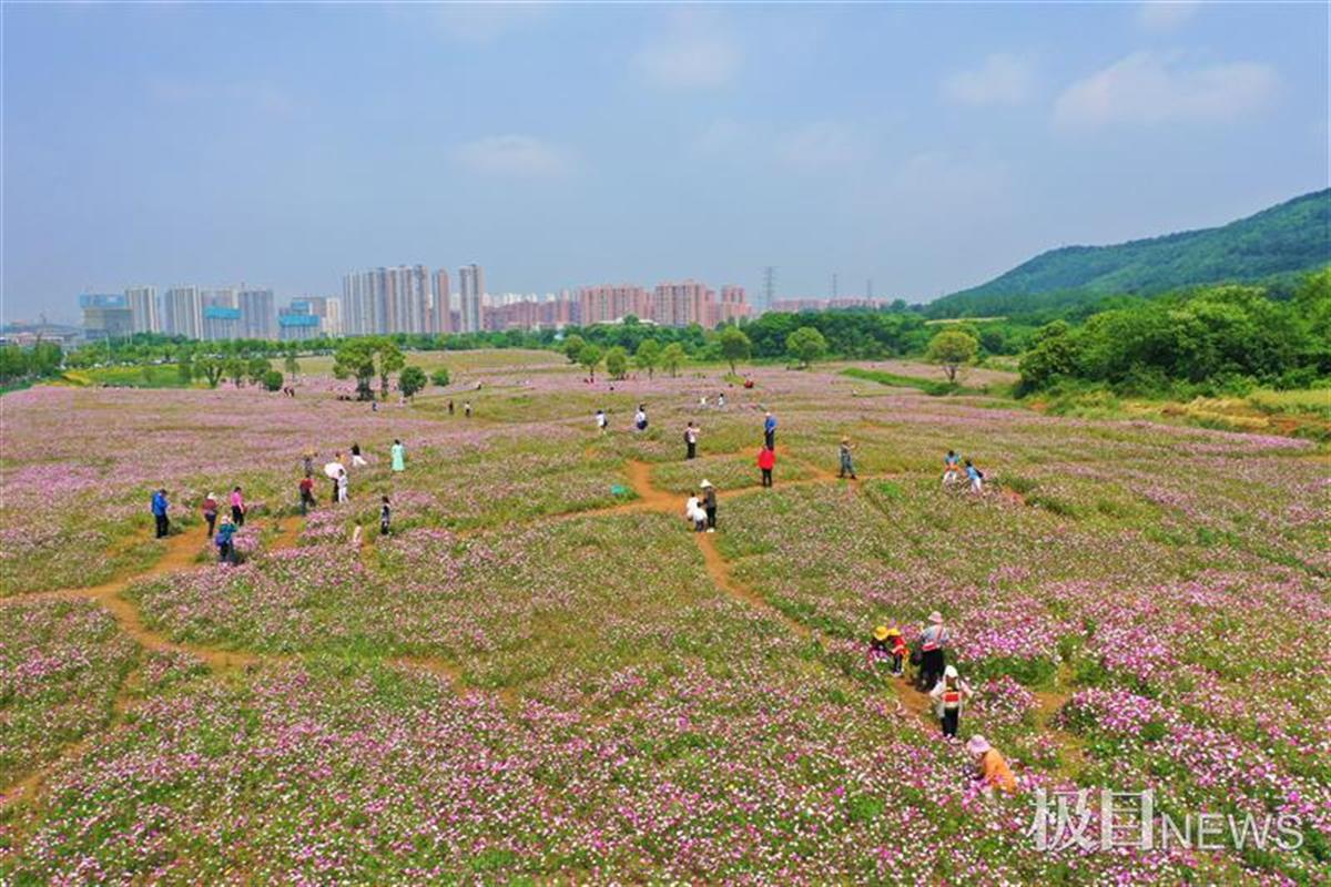 5月7日,光谷九峰一路沿线,东湖高新区政务中心对面,210亩粉色波斯菊