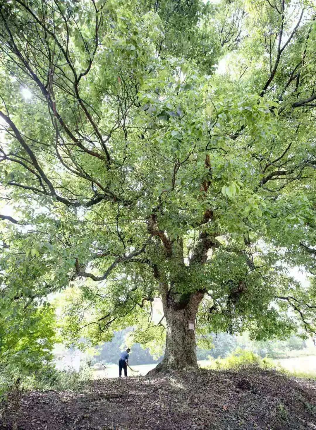 黄石十大最美古树评选出炉