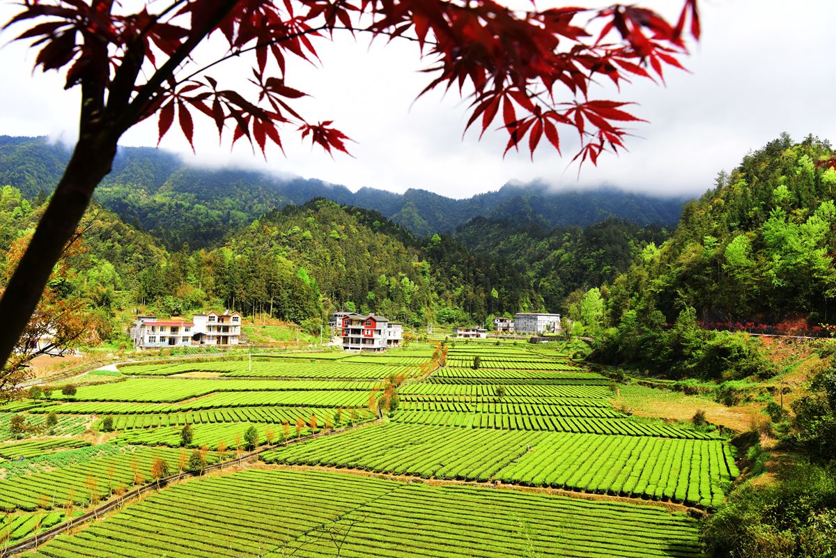 咸丰县黄金洞乡大沙坝村茶园遍地碧绿,空气中弥漫着茶叶清香,随处可见