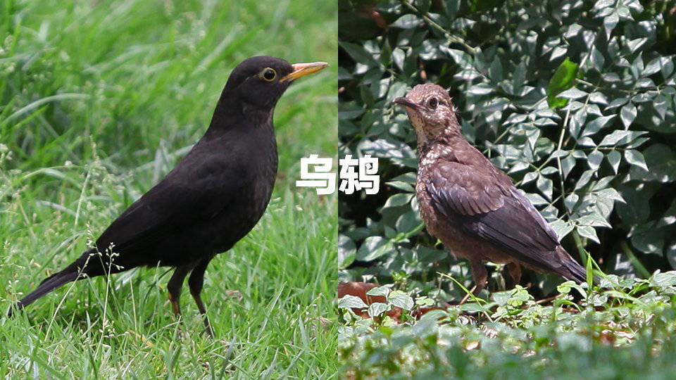 猫头鹰之殇——鸟类救助科普_长江云 - 湖北网络广播