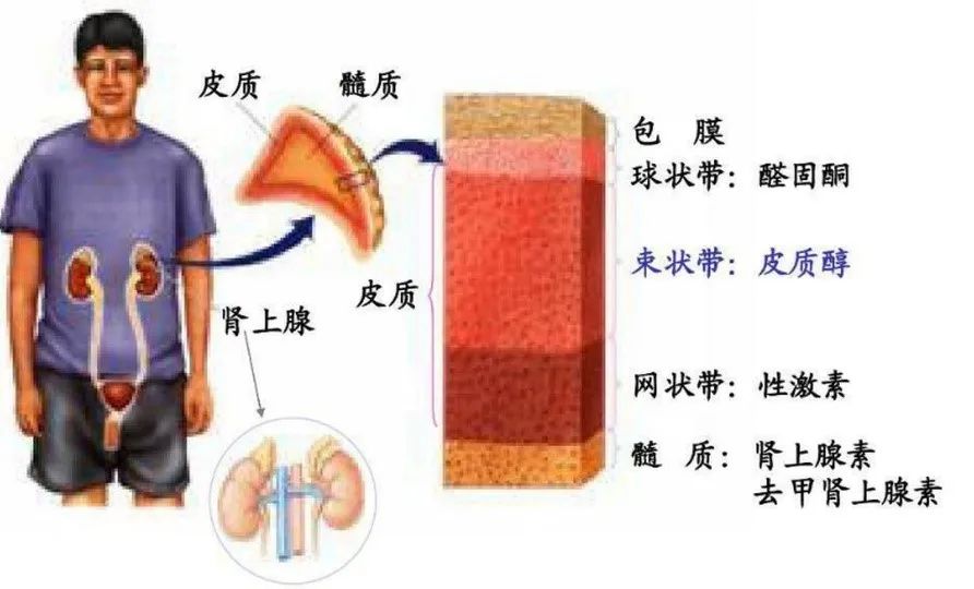 肾上腺是一个内分泌腺体,分为皮质的球状带,束状带,网状带,以及髓质