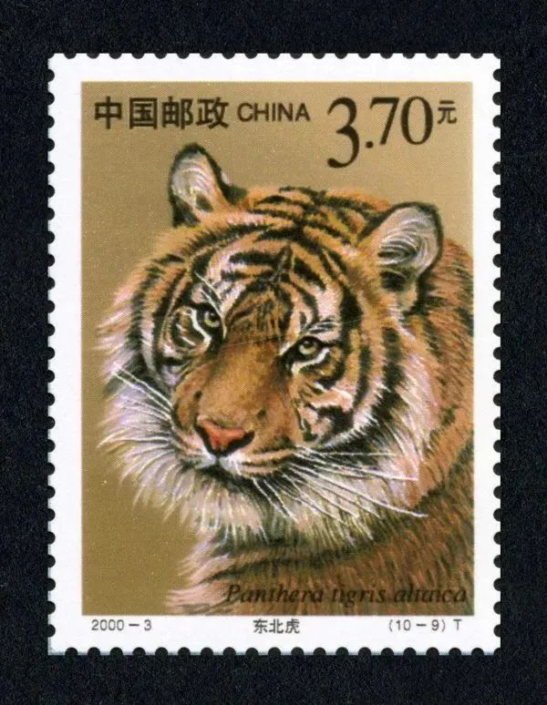 虎年生肖邮票被吐槽设计者回应反复修改不再霸气外露
