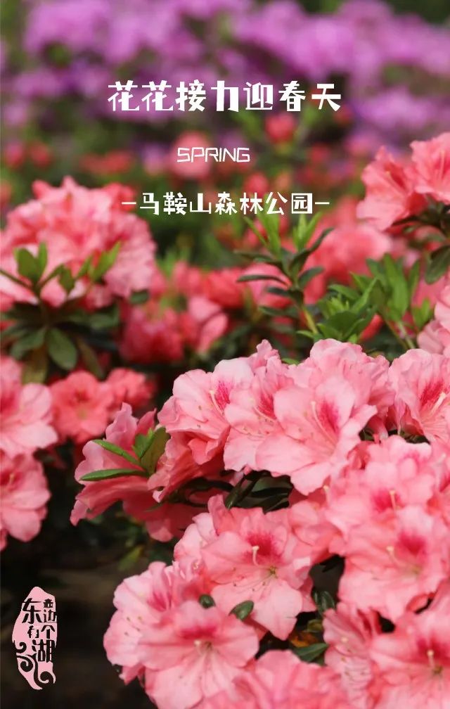 此外,时见鹿书店旁的精品杜鹃园里的映山红