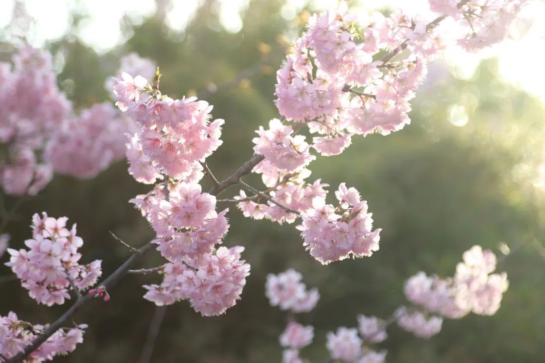 山樱烂漫，珞珈春暖，来年三月，樱花树下，愿我们欣然再会（武汉大学樱花图片高清图真实照片大全）(图37)