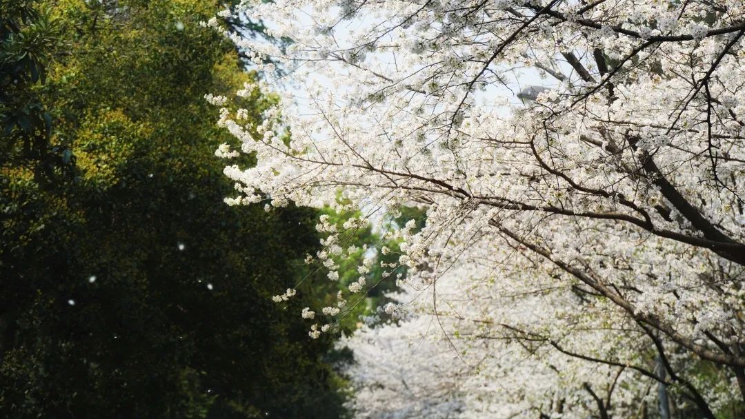 山樱烂漫，珞珈春暖，来年三月，樱花树下，愿我们欣然再会（武汉大学樱花图片高清图真实照片大全）(图40)