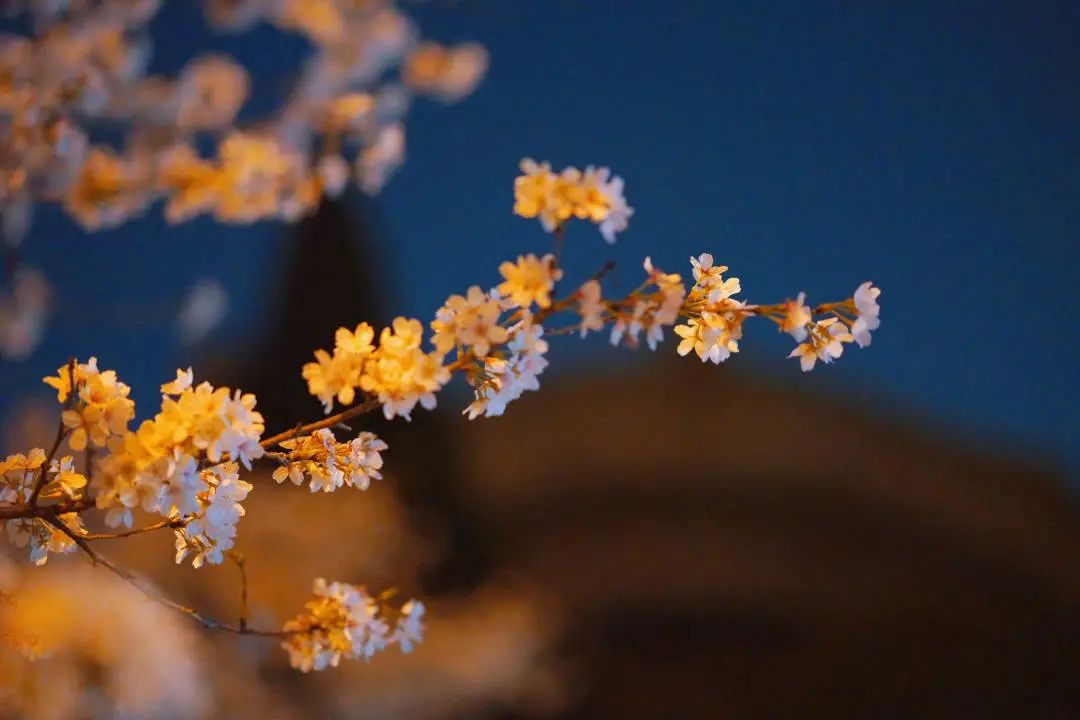 山樱烂漫，珞珈春暖，来年三月，樱花树下，愿我们欣然再会（武汉大学樱花图片高清图真实照片大全）(图19)