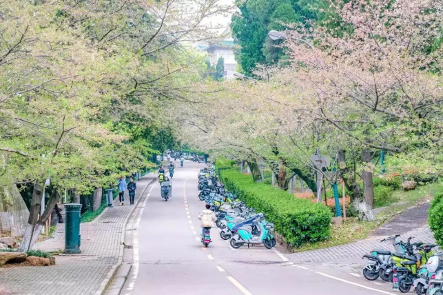 山樱烂漫，珞珈春暖，来年三月，樱花树下，愿我们欣然再会（武汉大学樱花图片高清图真实照片大全）(图8)