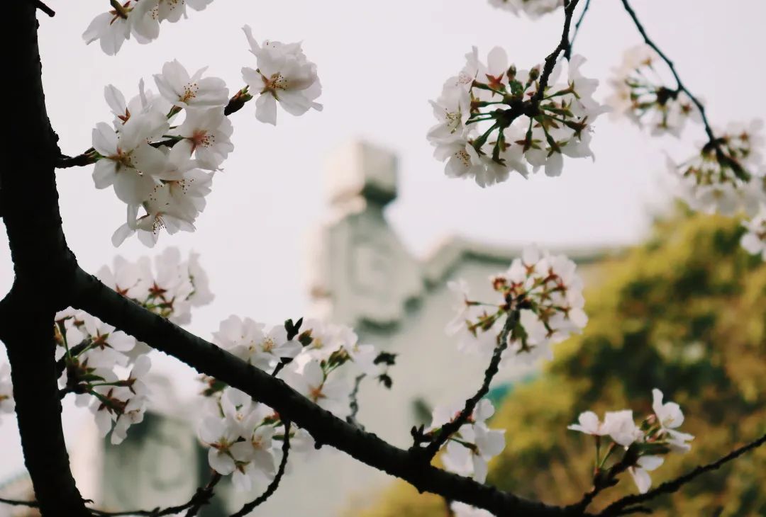 山樱烂漫，珞珈春暖，来年三月，樱花树下，愿我们欣然再会（武汉大学樱花图片高清图真实照片大全）(图43)