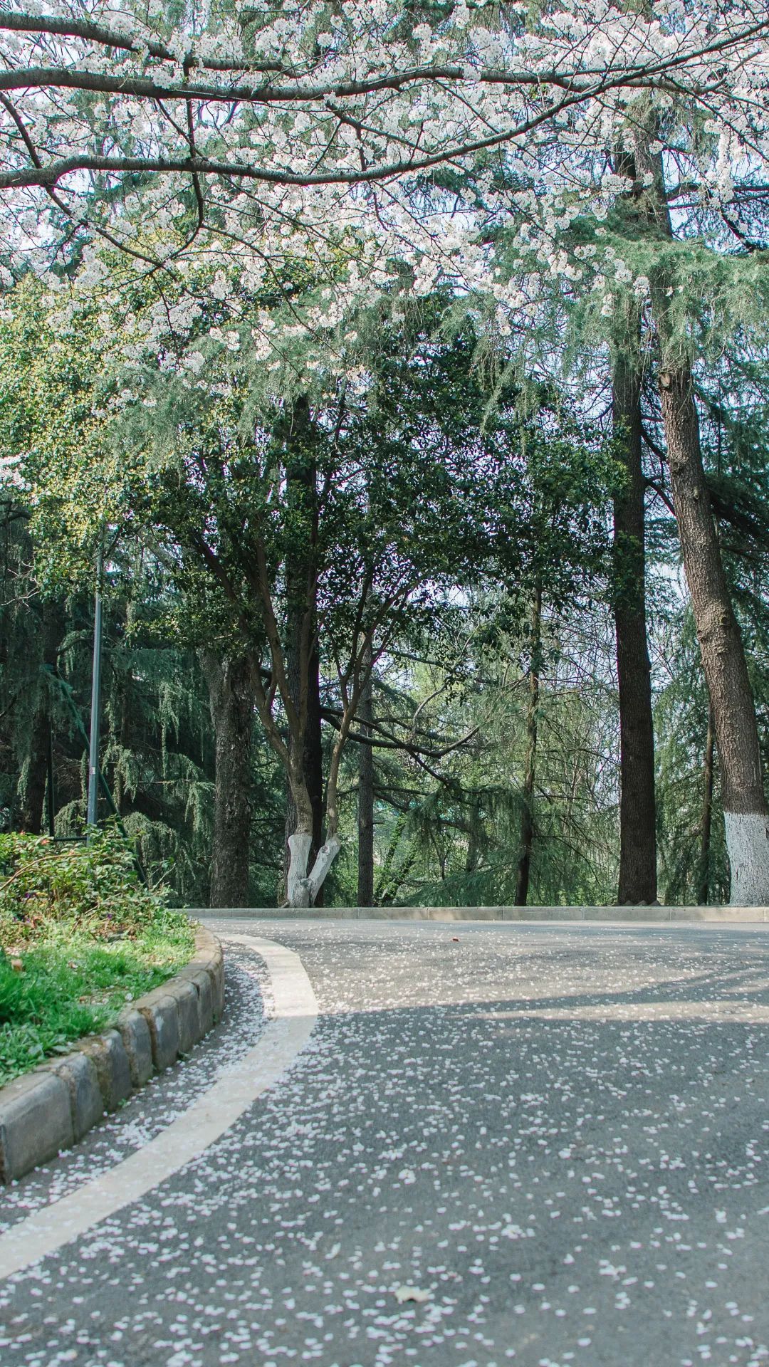 山樱烂漫，珞珈春暖，来年三月，樱花树下，愿我们欣然再会（武汉大学樱花图片高清图真实照片大全）(图47)