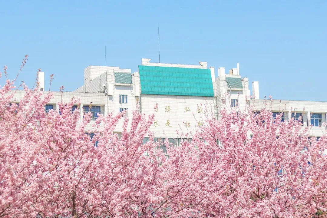 山樱烂漫，珞珈春暖，来年三月，樱花树下，愿我们欣然再会（武汉大学樱花图片高清图真实照片大全）(图22)