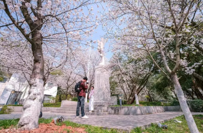 山樱烂漫，珞珈春暖，来年三月，樱花树下，愿我们欣然再会（武汉大学樱花图片高清图真实照片大全）(图3)