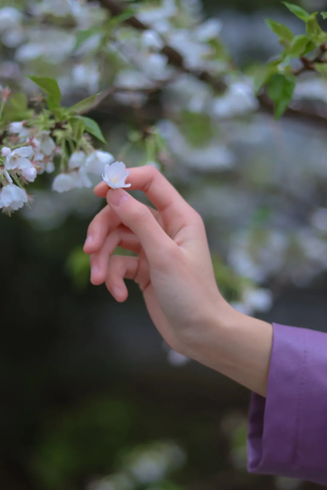 山樱烂漫，珞珈春暖，来年三月，樱花树下，愿我们欣然再会（武汉大学樱花图片高清图真实照片大全）(图23)